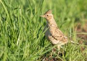 Feldlerche - Eurasian Skylark  (Alauda arvensis)